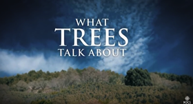 What Trees Talk About